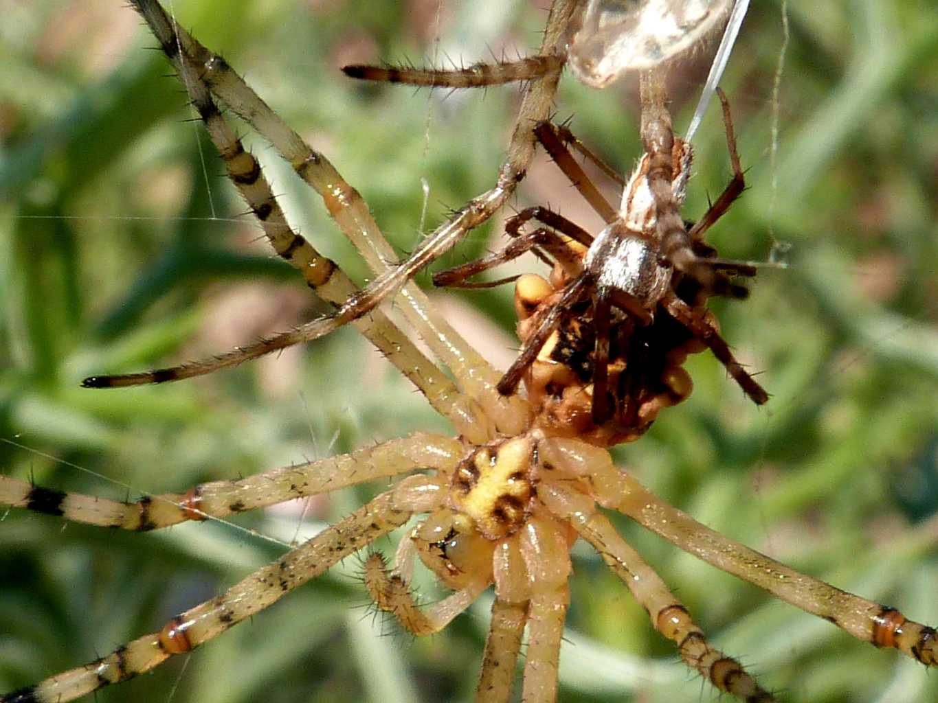 Femmina di Argiope lobata piacente  - Palau (OT)